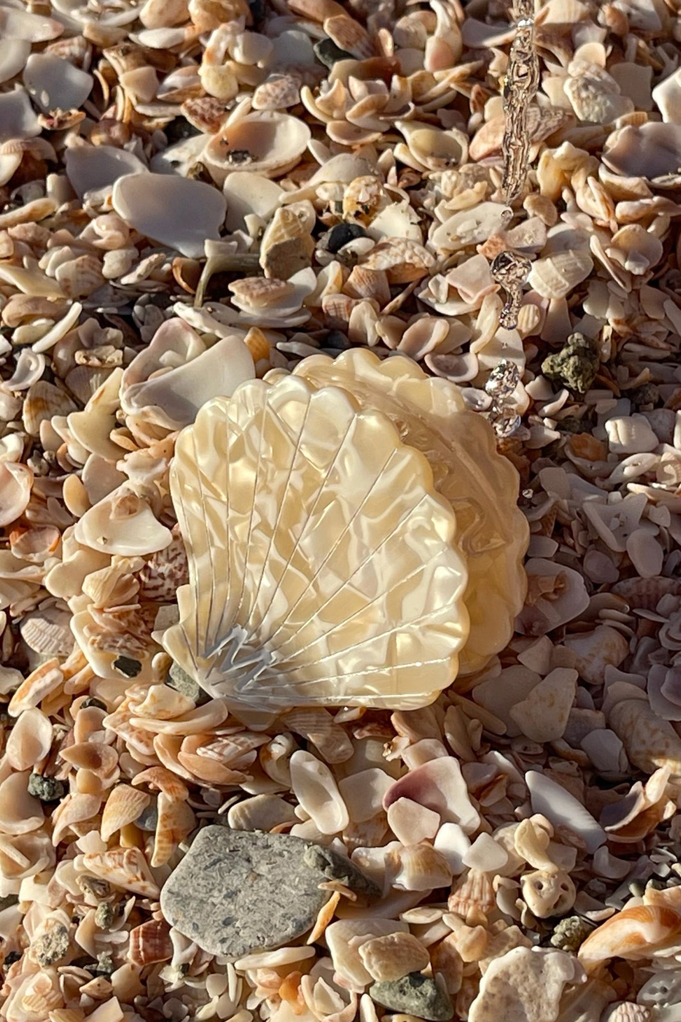 Glossy pale scallop shell resting on a bed of broken shells and small pebbles, with falling water droplets.